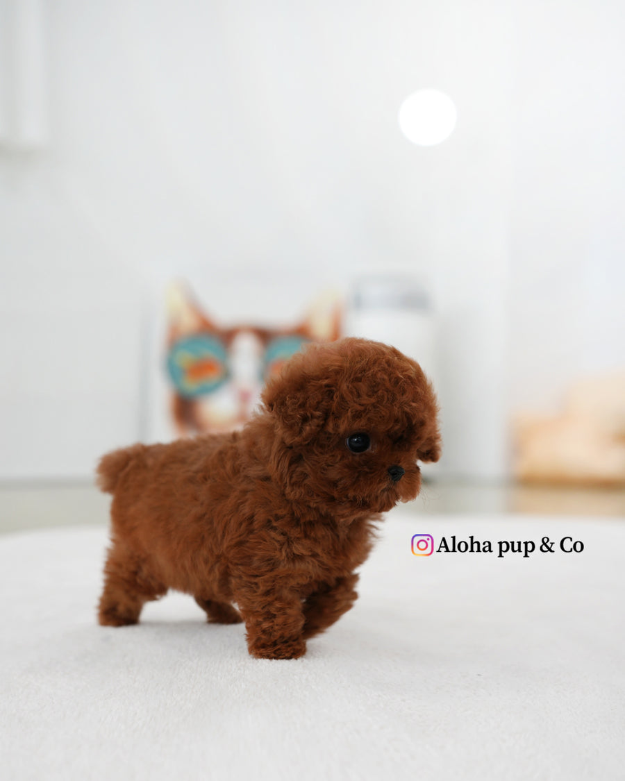 Bobby [TEACUP POODLE]