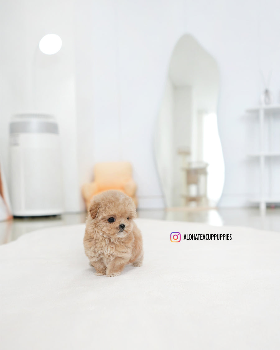 Tilly [TEACUP MALTIPOO]