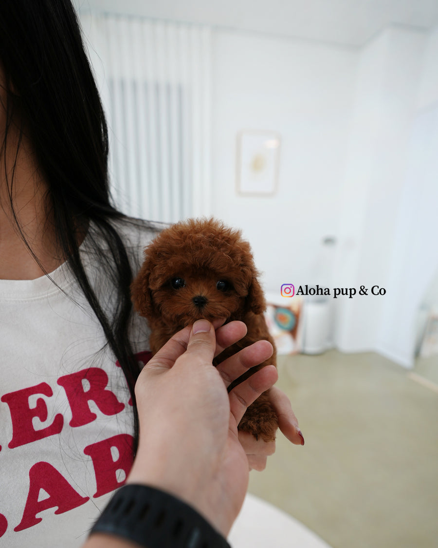 Pony [TEACUP POODLE]