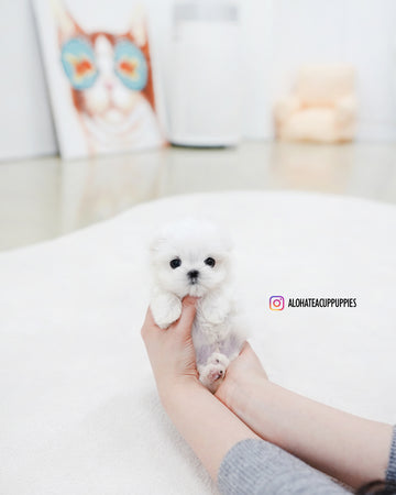 Eli [TEACUP MALTESE]