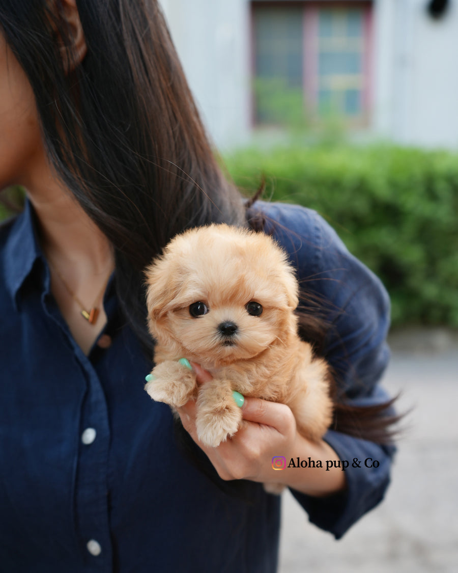 Evie [TEACUP MALTIPOO]
