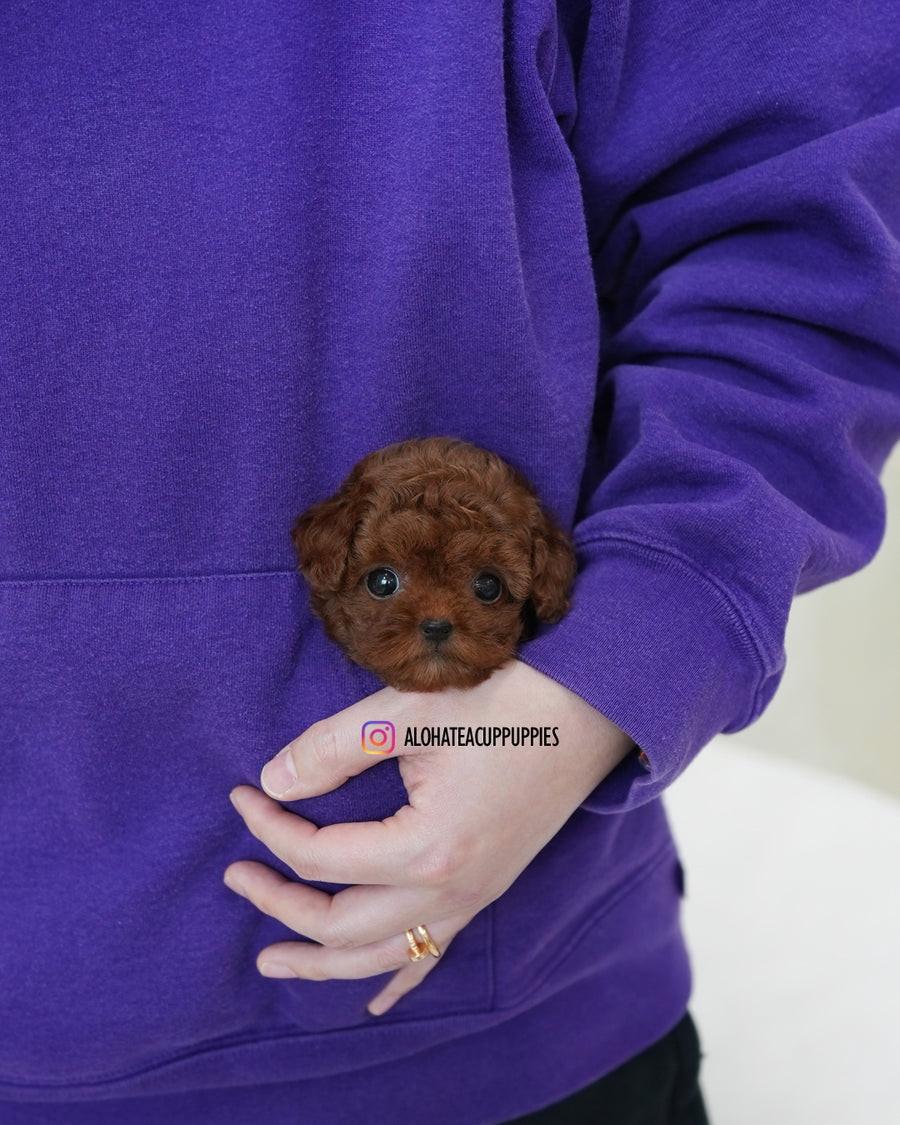 Dara [TEACUP POODLE]