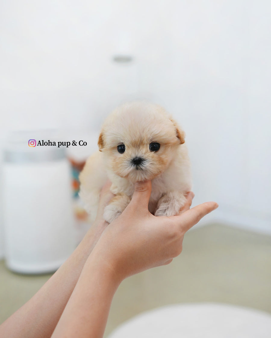 Bunny [TEACUP MALTIPOO]