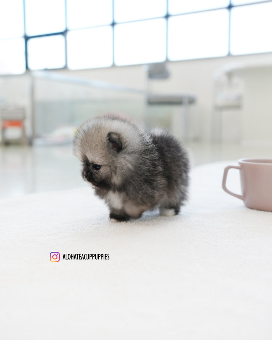 Bulgari [TEACUP POMERANIAN]