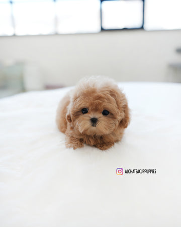 Ann [TEACUP MALTIPOO]