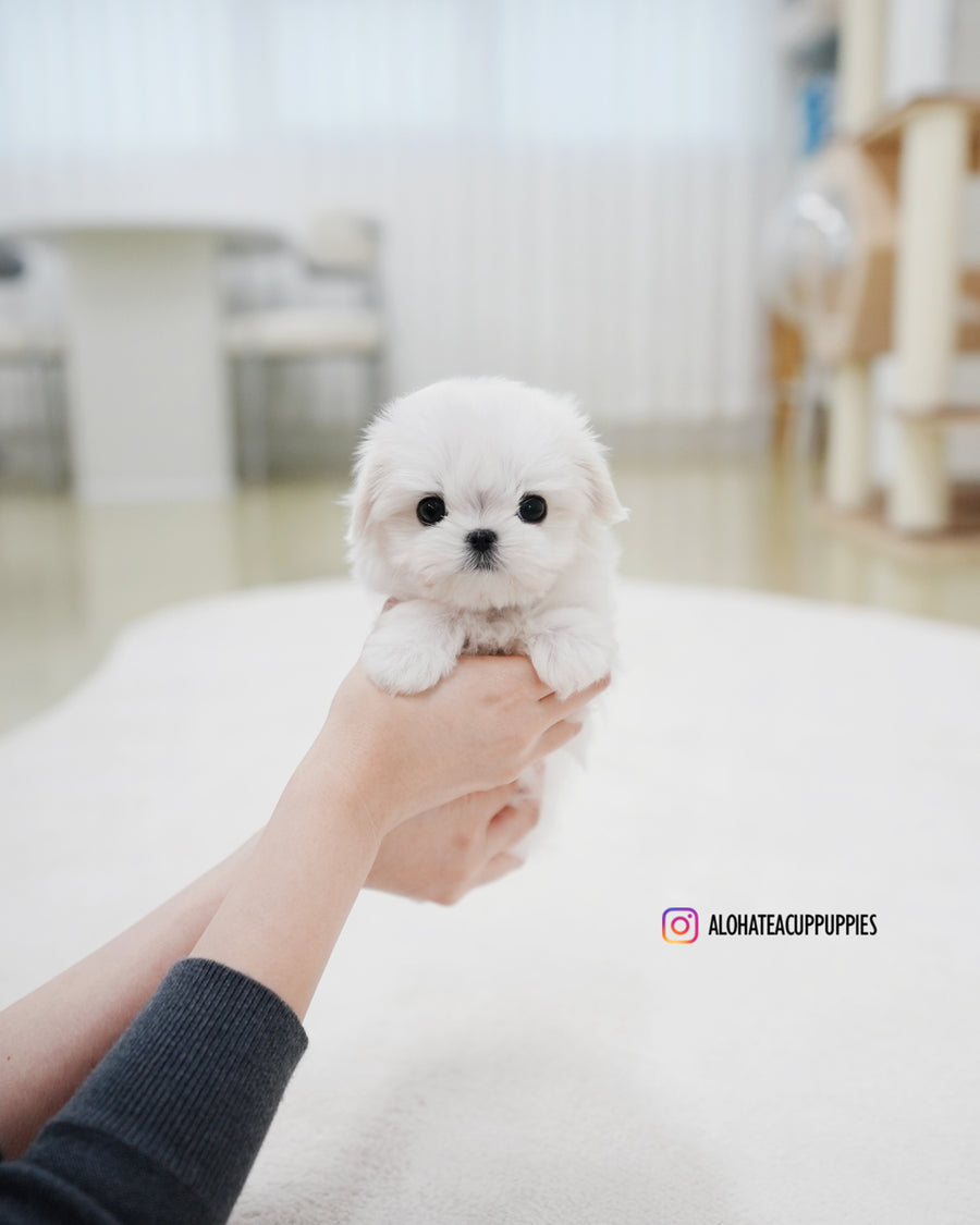 Roa [TEACUP MALTESE]