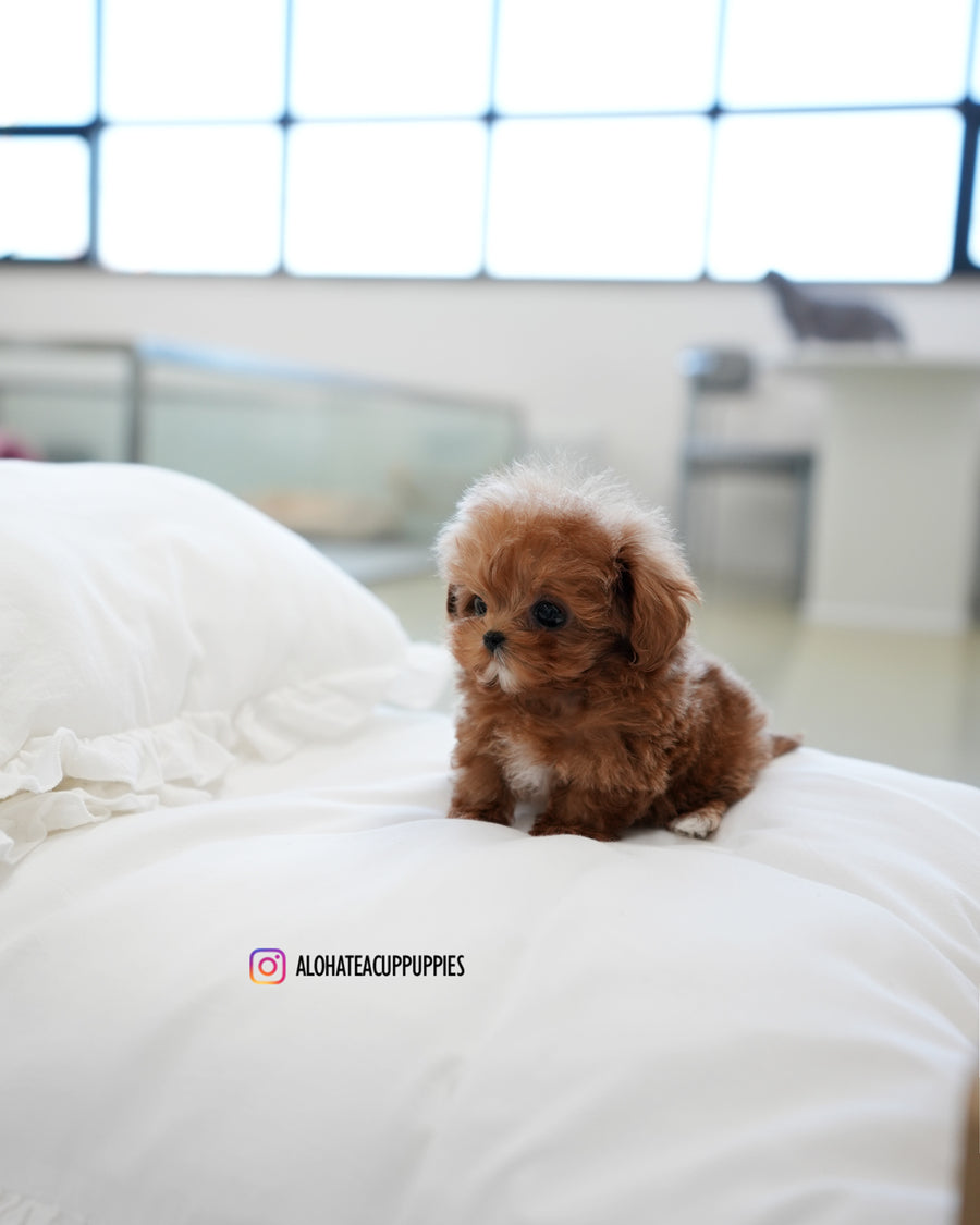 Rye [TEACUP MALTIPOO]