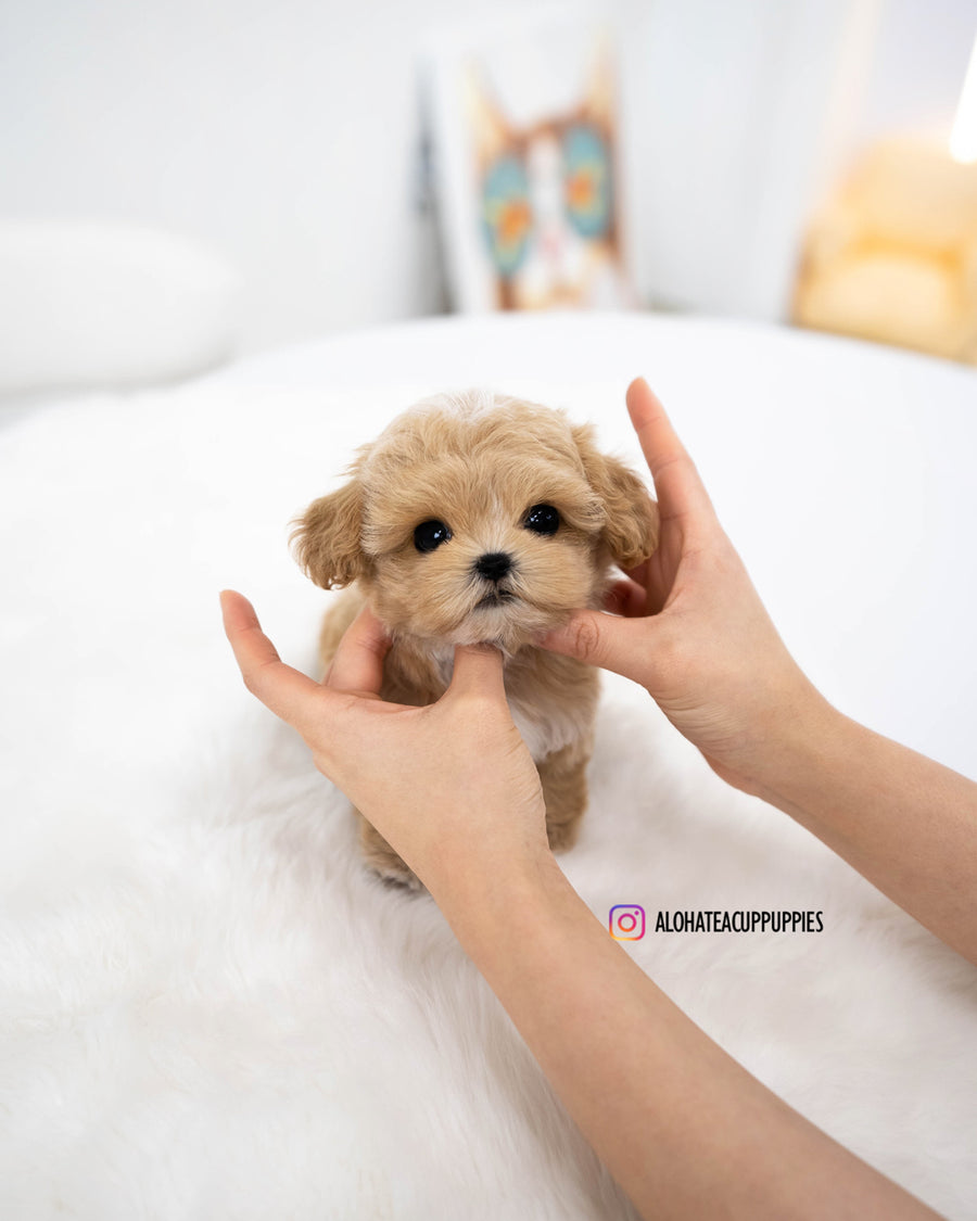 Rory [TEACUP MALTIPOO]