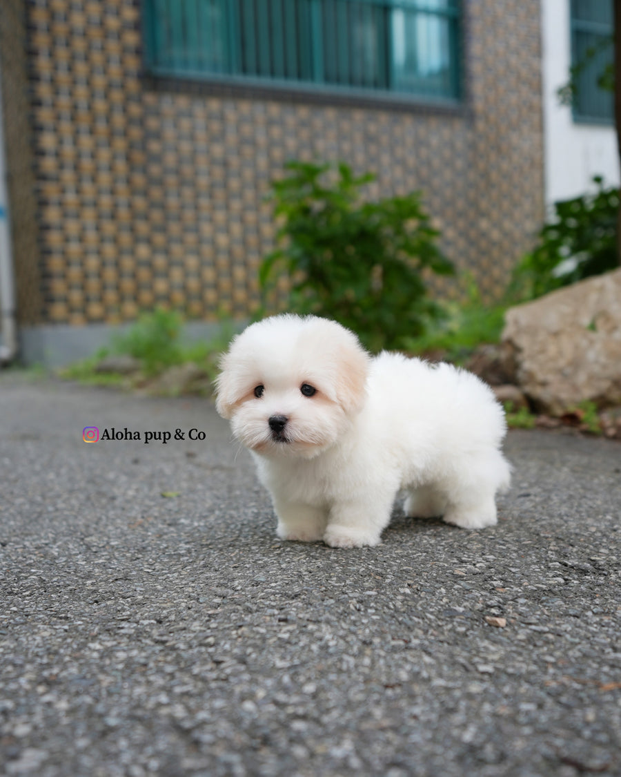 Goofy [Mini Coton de Tulear]