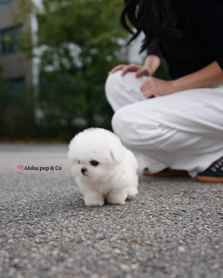 Ben [TEACUP BICHON]