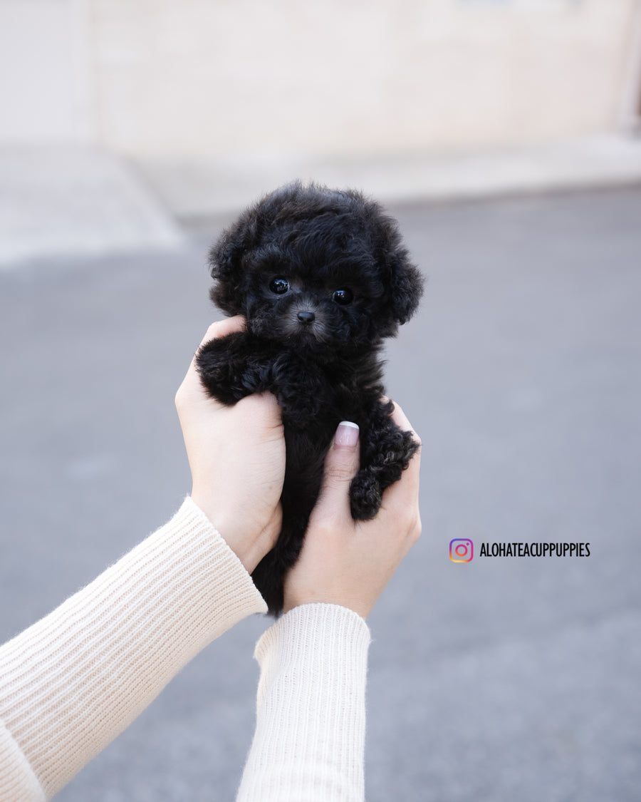 Cha [TEACUP POODLE]