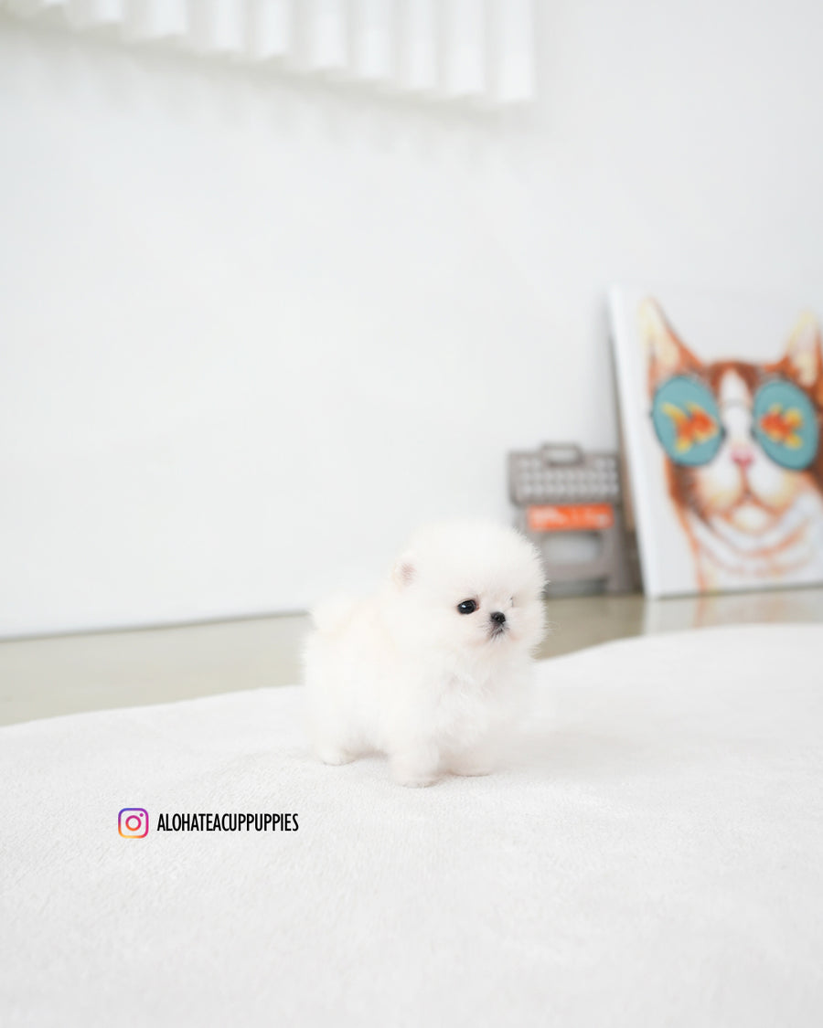 Iona [TEACUP POMERANIAN]