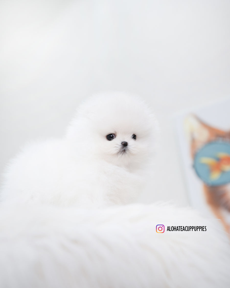 Esme [TEACUP POMERANIAN]