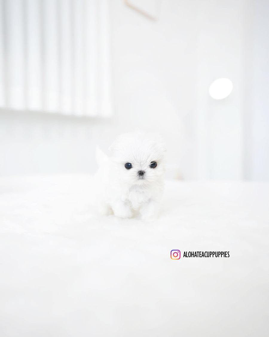 Hana [TEACUP MALTESE]