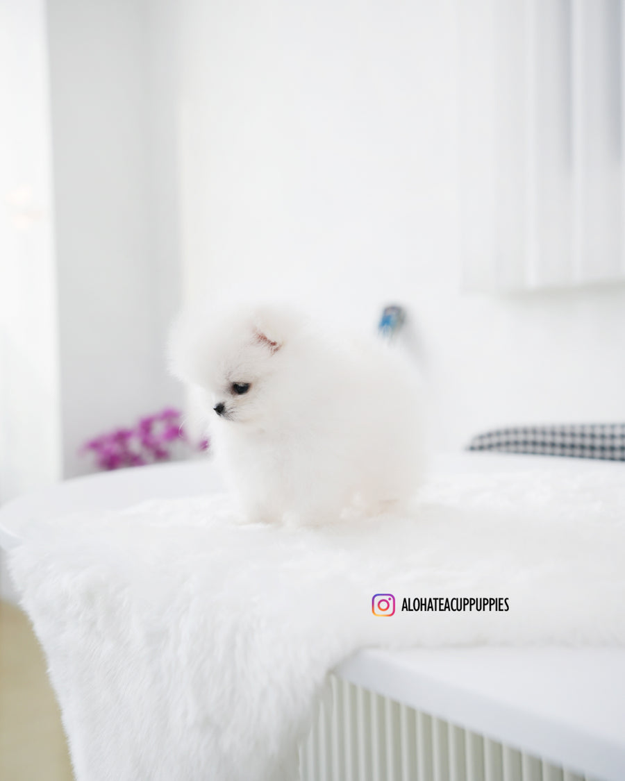 Tom [TEACUP POMERANIAN]