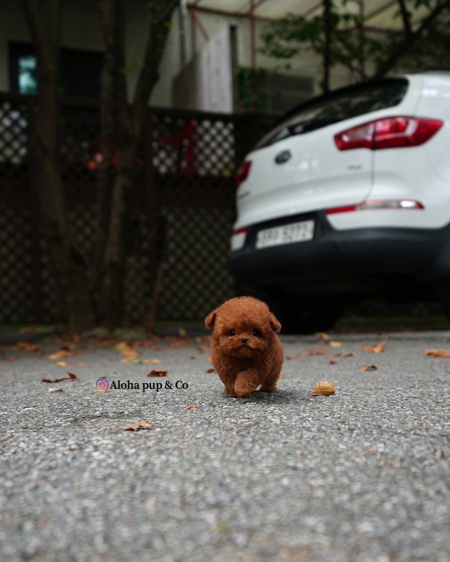 Jules [TEACUP POODLE]