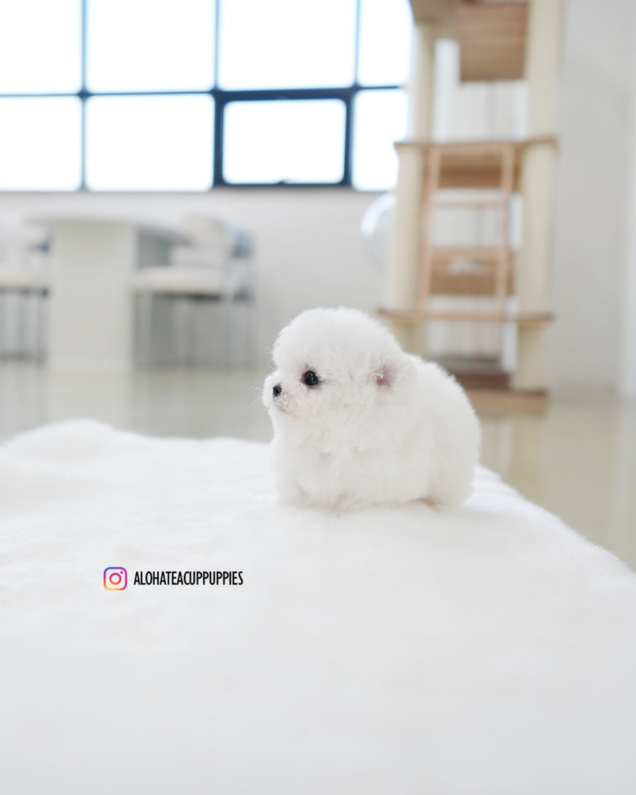 Tiffany [TEACUP BICHON]