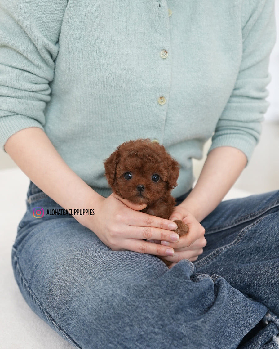 Dara [TEACUP POODLE]