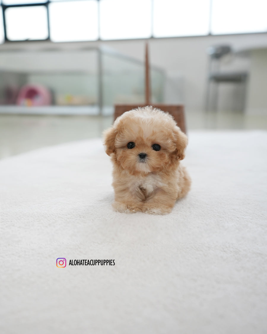 Reve [TEACUP POODLE]