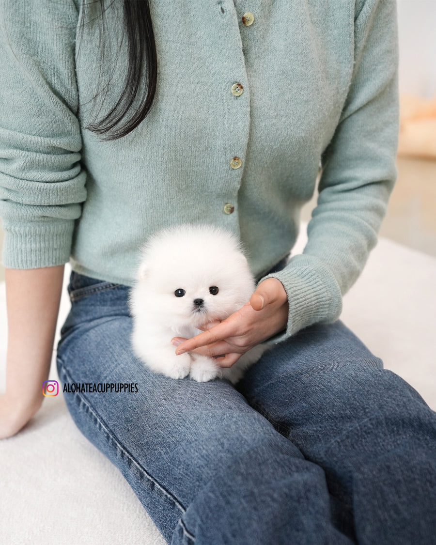 Mori [TEACUP POMERANIAN]