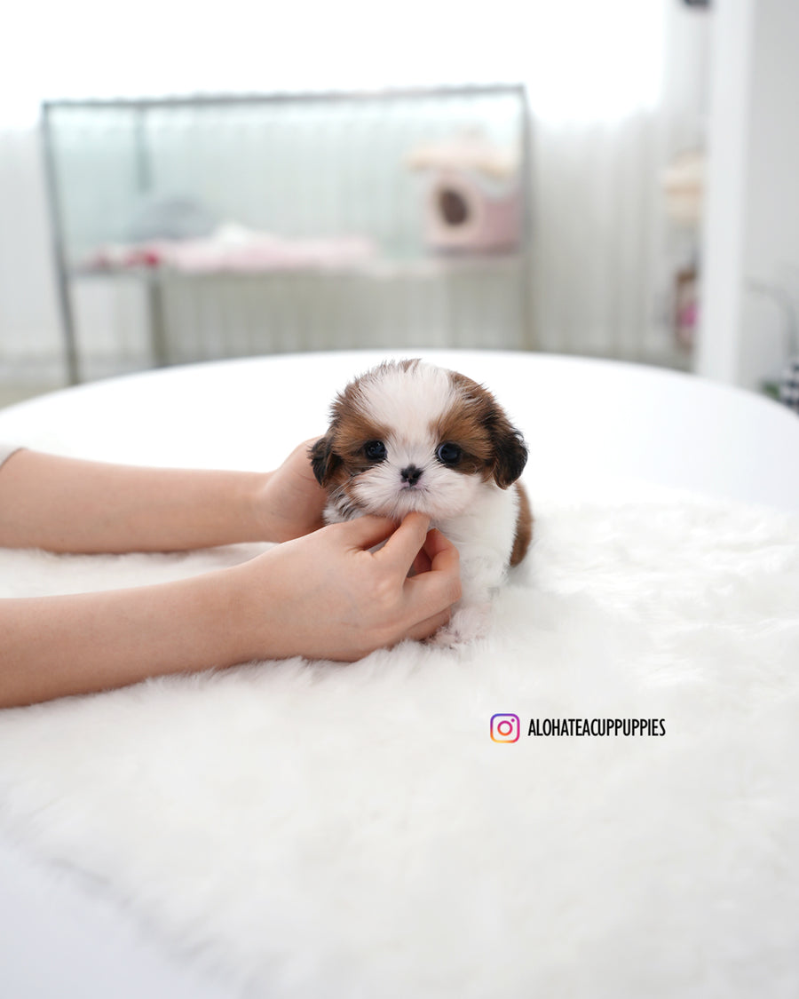 Hush [Mini SHIHTZU]