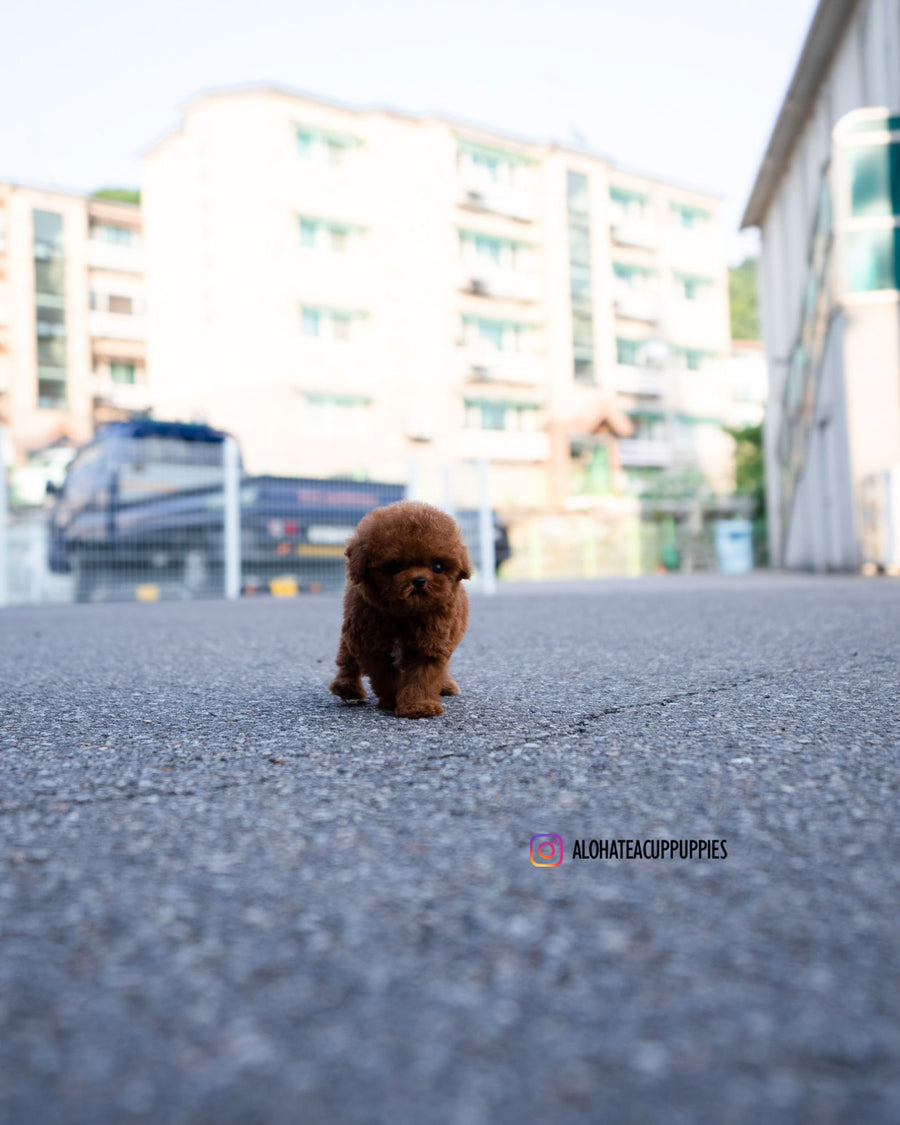 Koen [TEACUP POODLE]