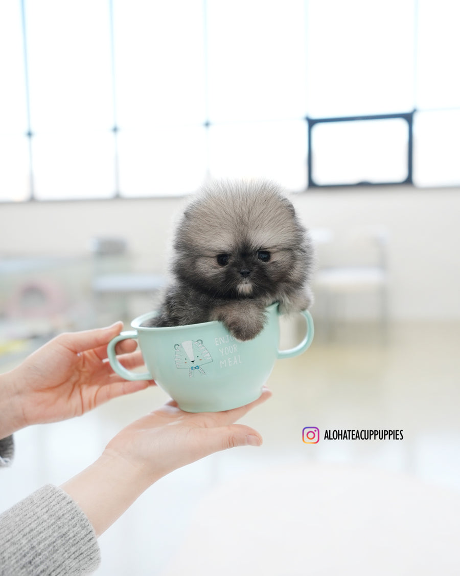 Bulgari [TEACUP POMERANIAN]