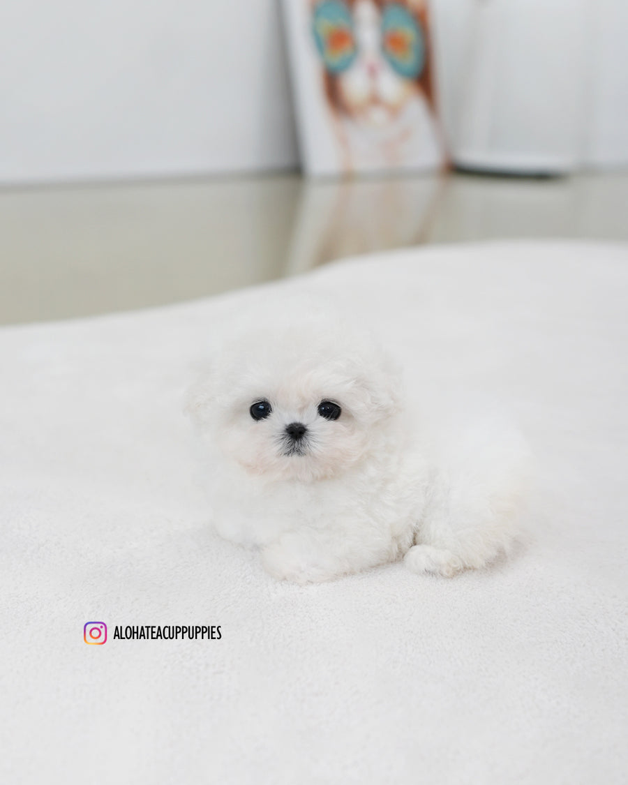 Celine [TEACUP BICHON]