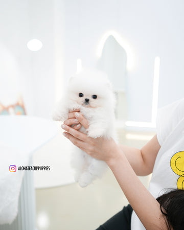 Maru [TEACUP POMERANIAN]