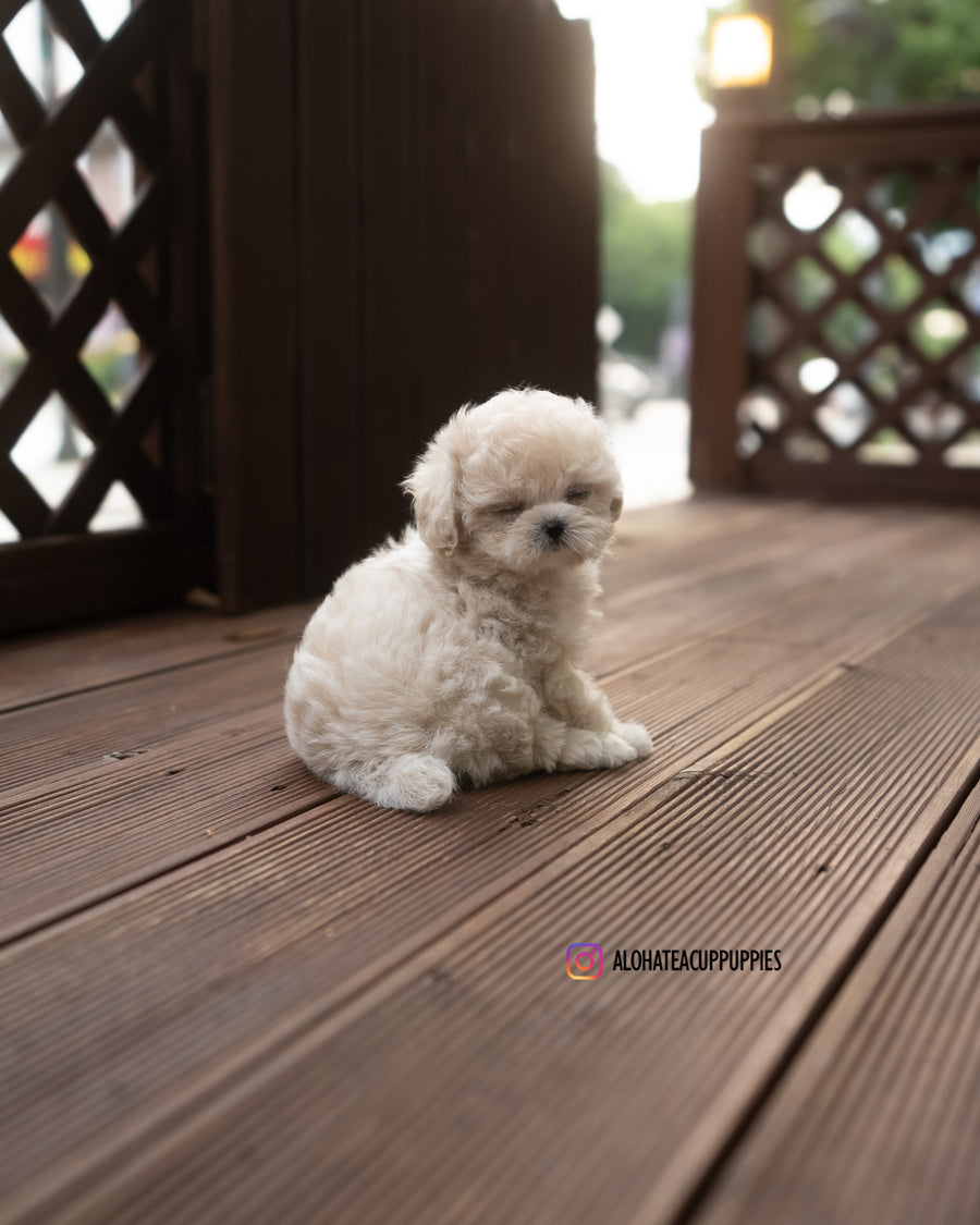 caramel [TEACUP POODLE]