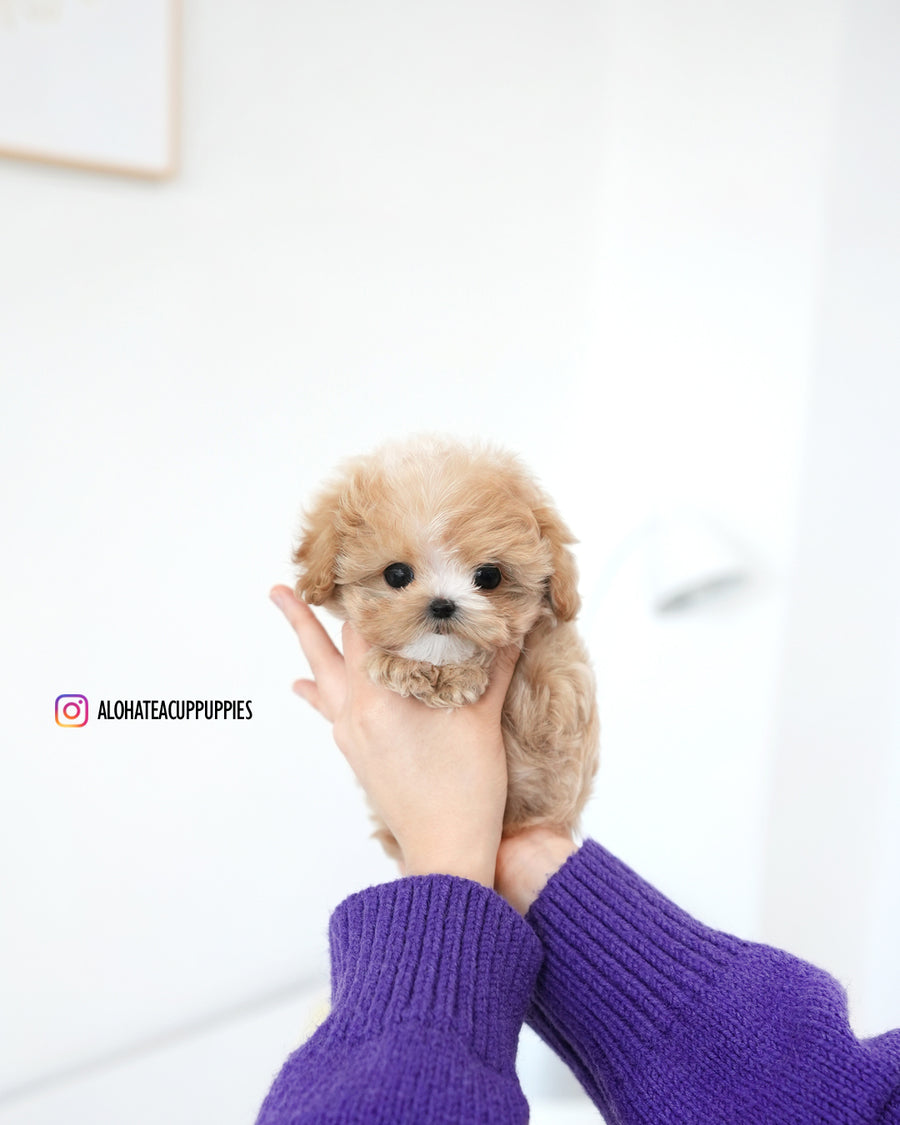 Milky [TEACUP MALTIPOO]