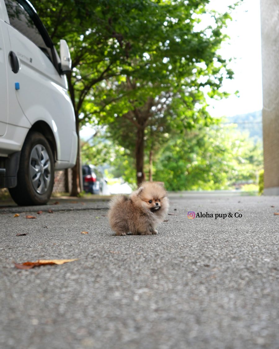 Berry [TEACUP POMERANIAN]