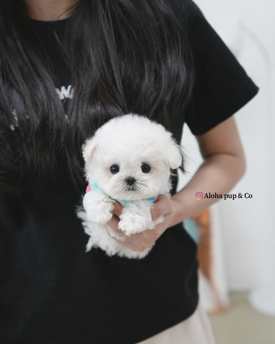Buddy [TEACUP BICHON]
