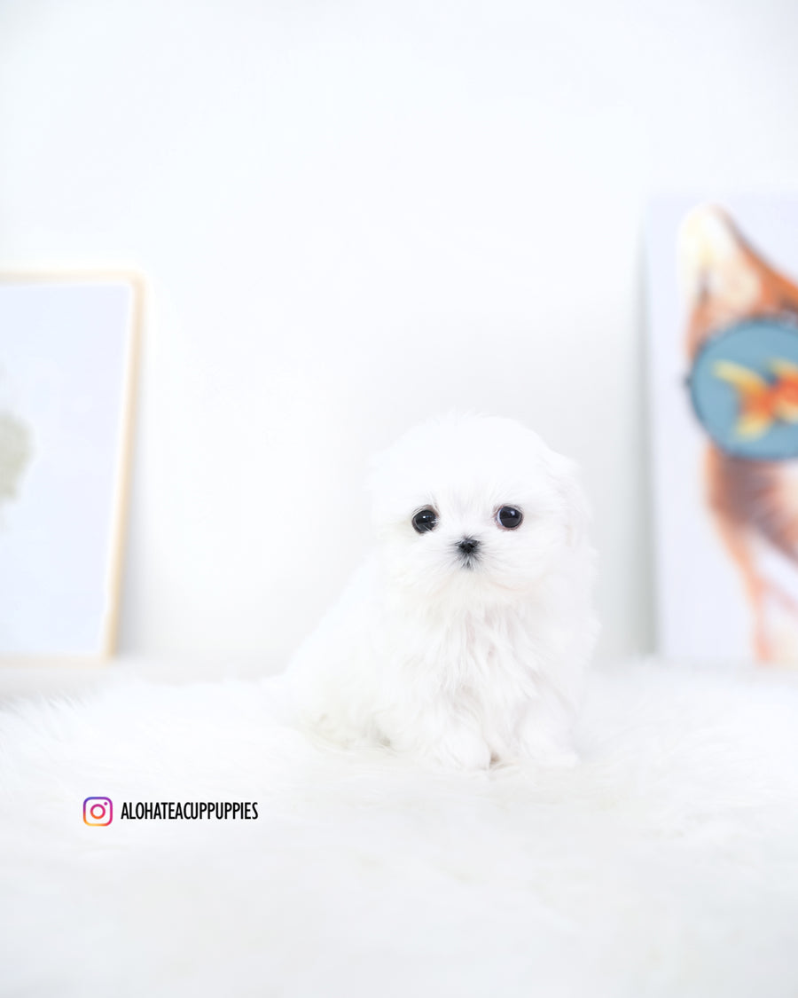 Reese [TEACUP MALTESE]