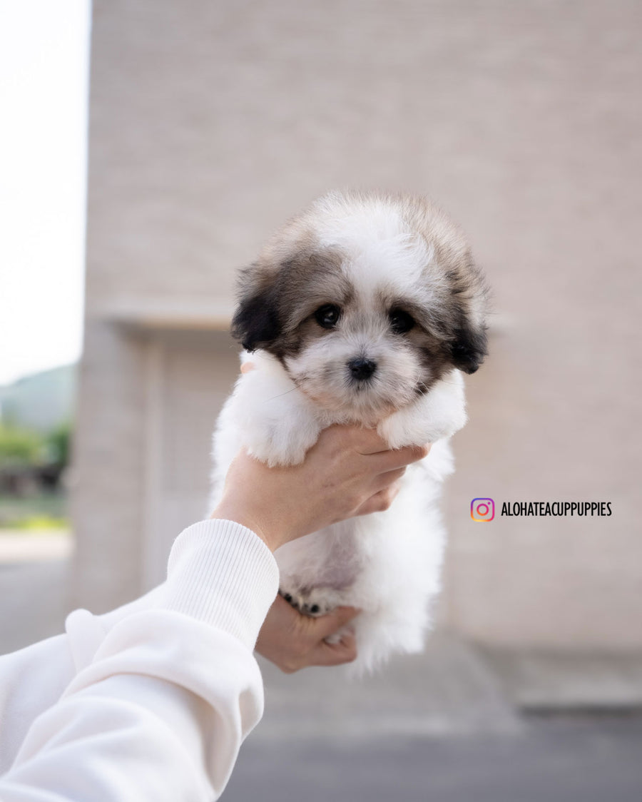 London [Coton de Tulear]