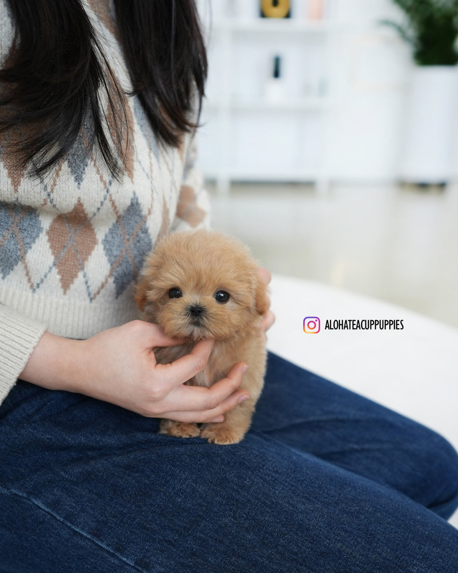 Eris [TEACUP MALTIPOO]