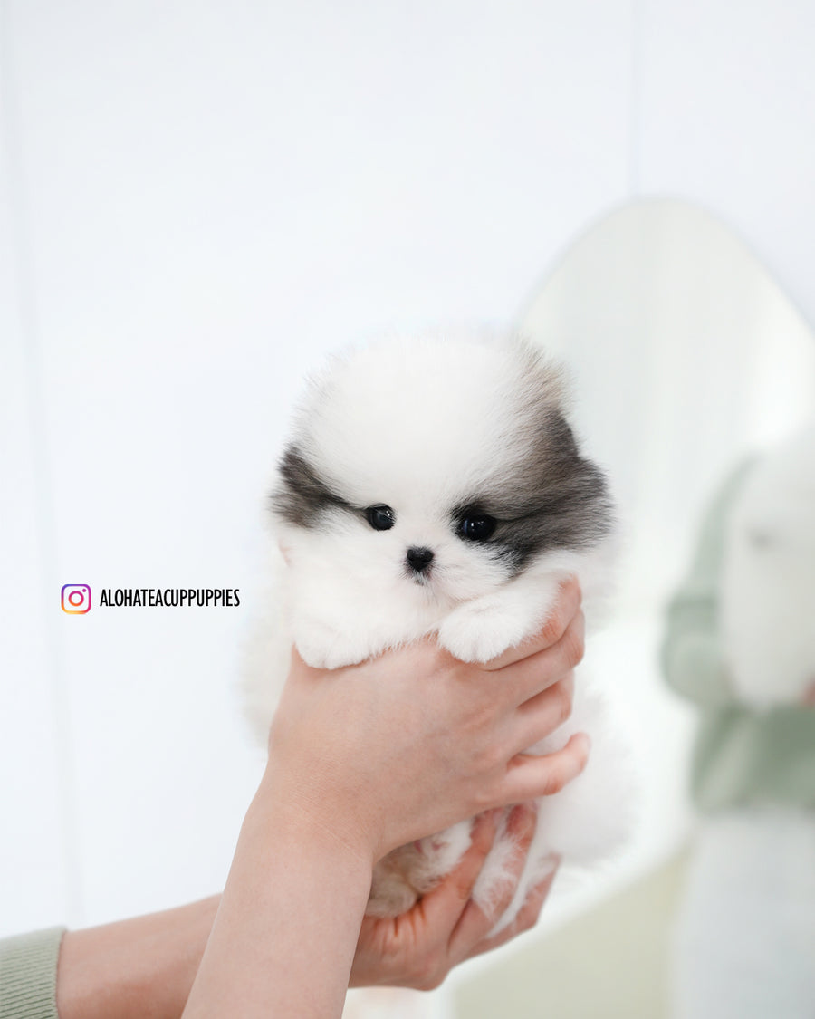 Lanvin [TEACUP POMERANIAN]