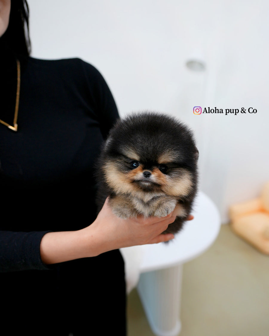 Dolce [TEACUP POMERANIAN]