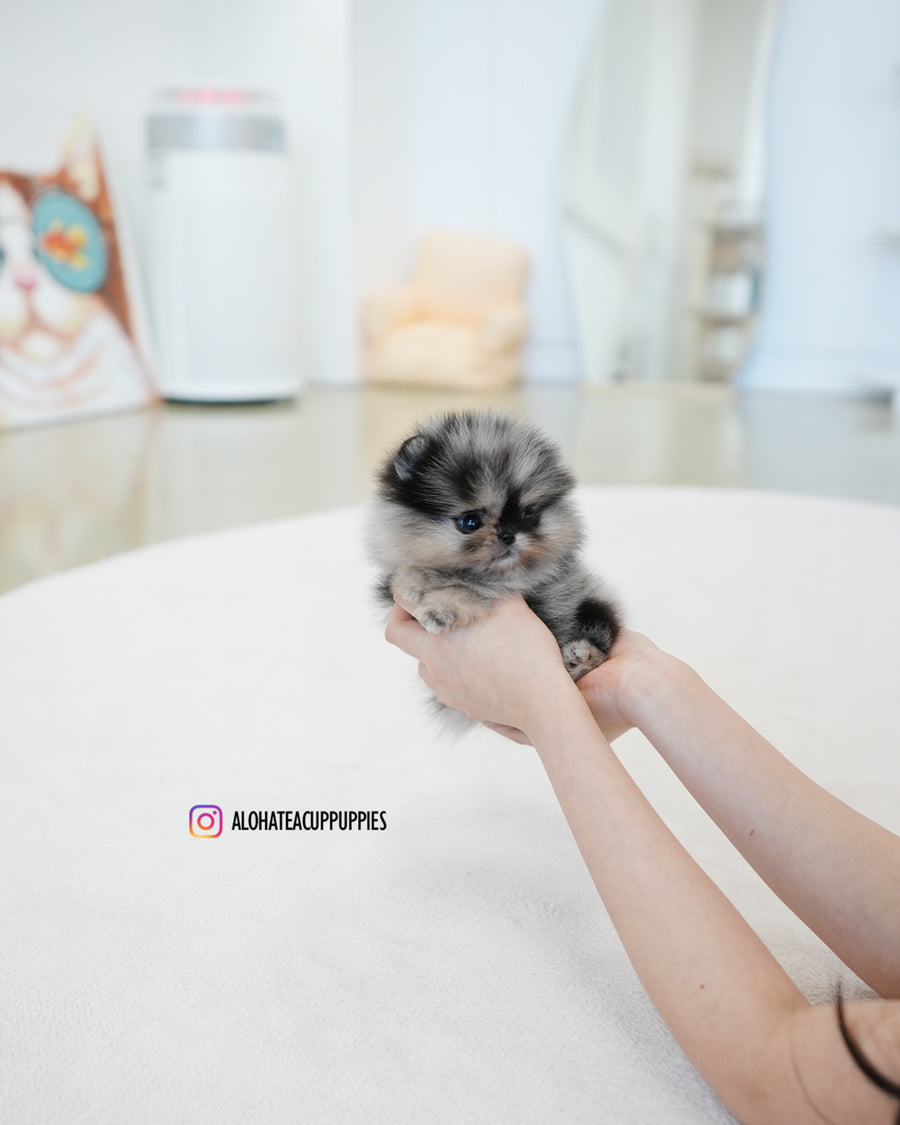 Benz [TEACUP POMERANIAN]