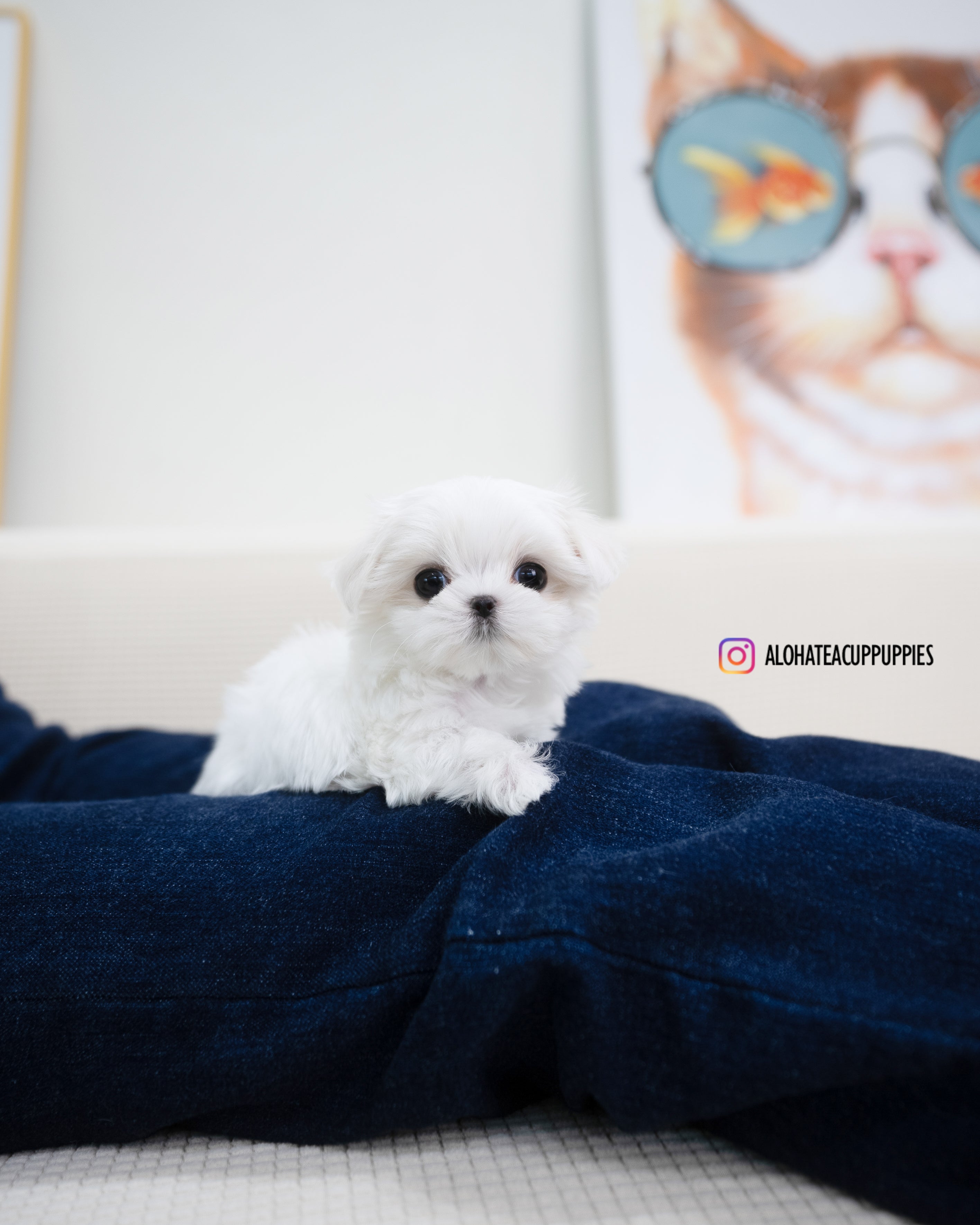 Erin [TEACUP MALTESE] – Aloha Teacup Puppies inc