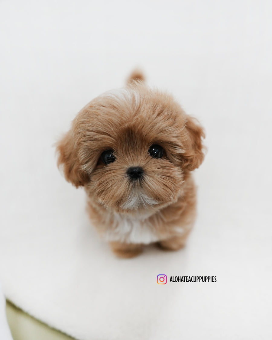 Gucci [TEACUP MALTIPOO]