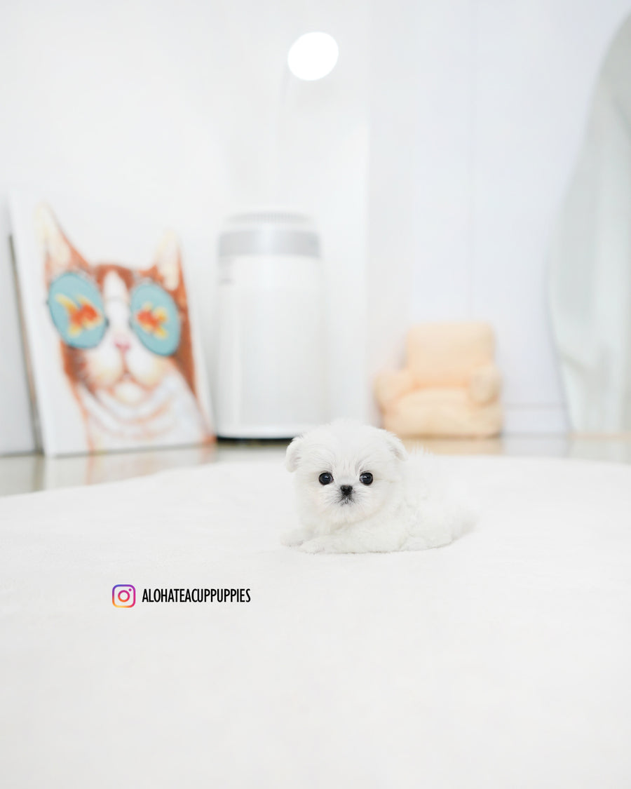 Prin [TEACUP MALTESE]