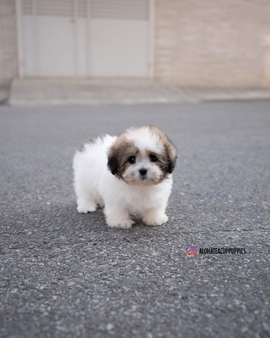 London [Coton de Tulear]