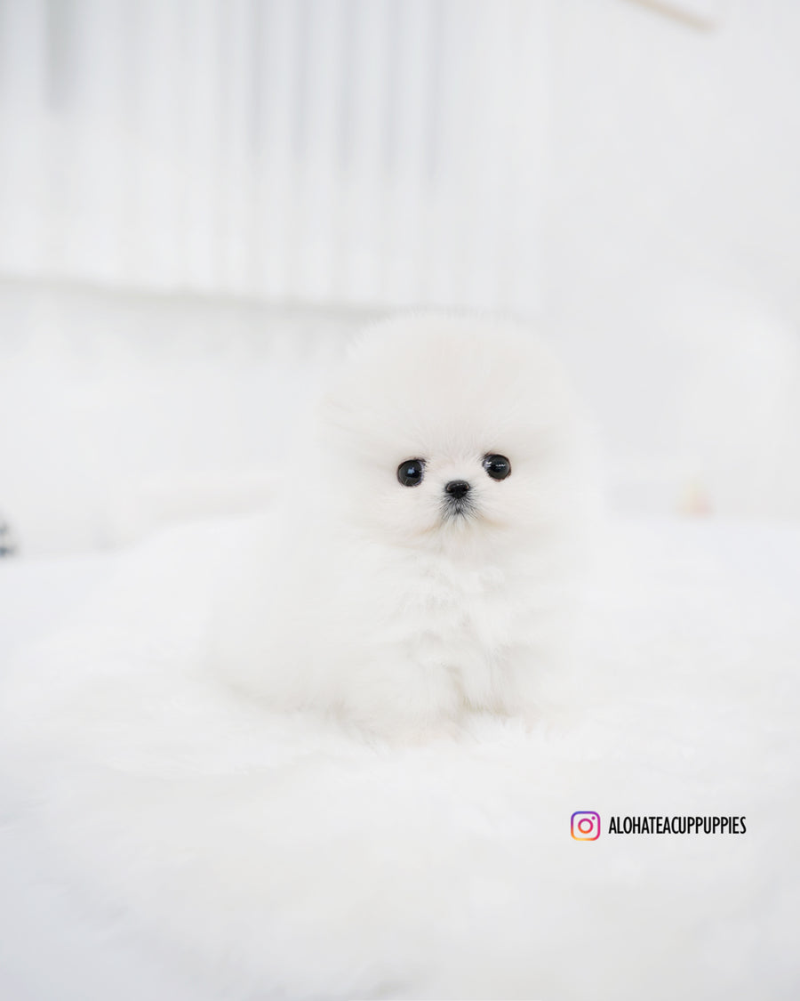 Enfant [TEACUP POMERANIAN]