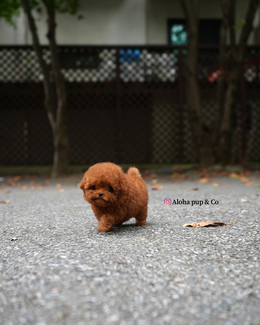 Jules [TEACUP POODLE]