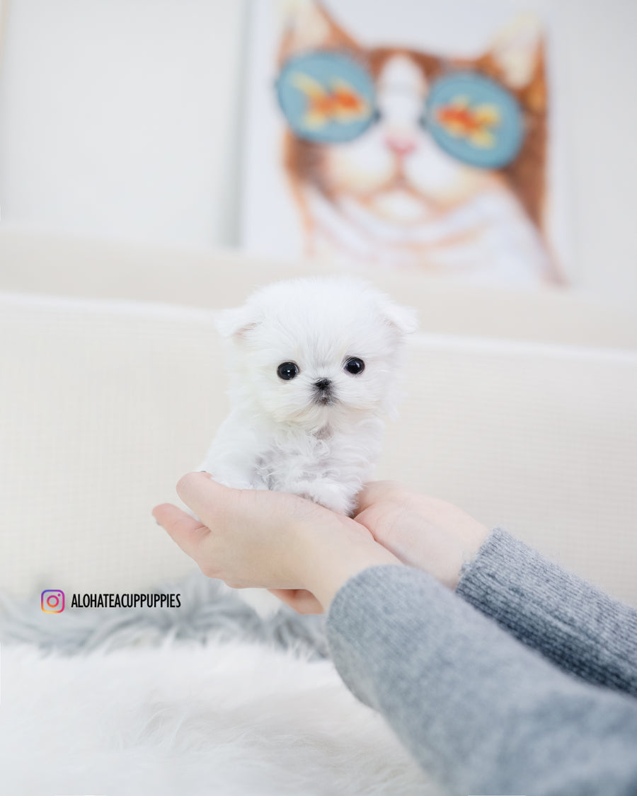 Louie [TEACUP MALTESE]