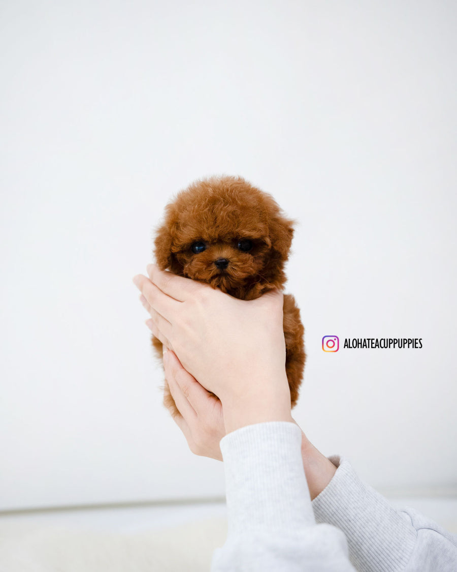 Koen [TEACUP POODLE]