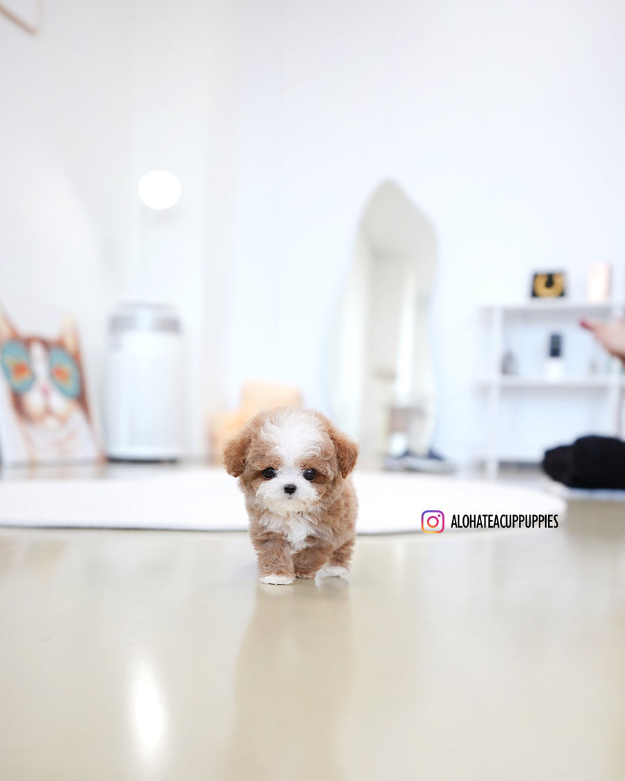 Burberry [TEACUP MALTIPOO]