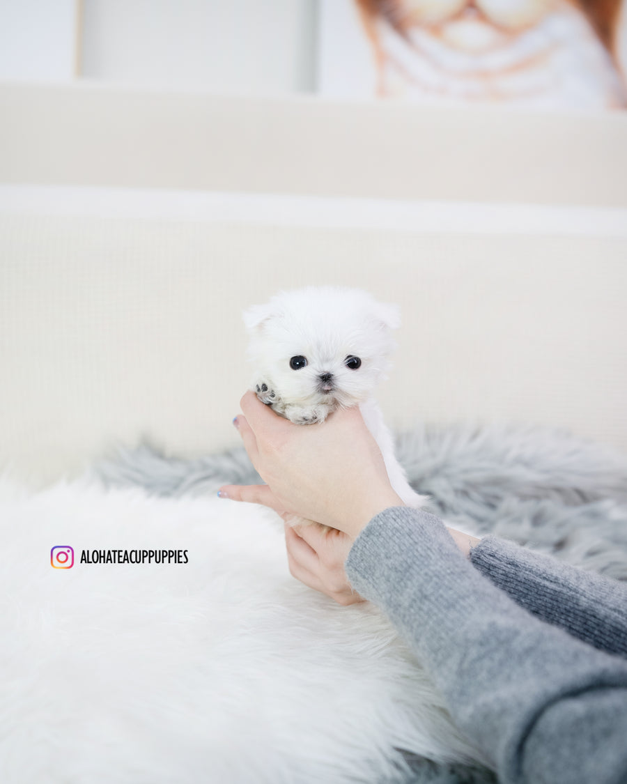 Louie [TEACUP MALTESE]