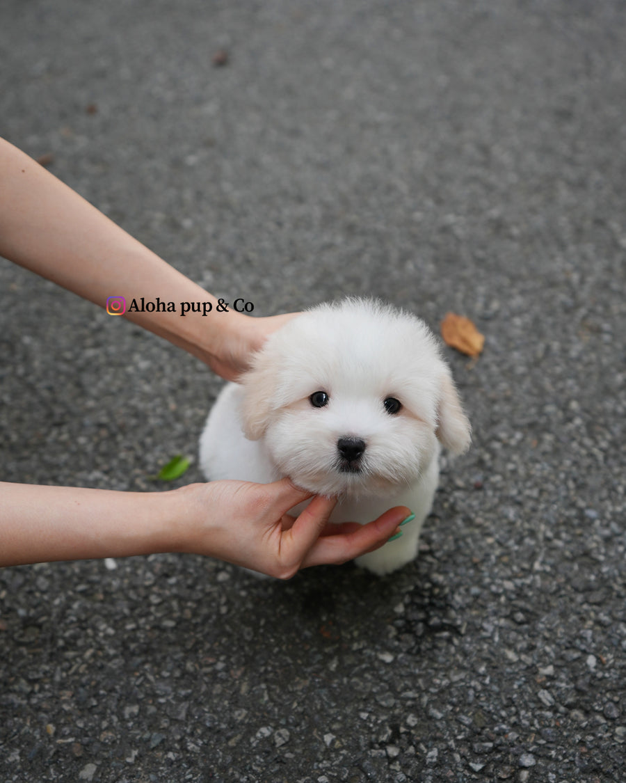 Goofy [Mini Coton de Tulear]